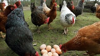 ما هوا سبب إنقطاع بيض الدجاج ❓وما هوا سبب زيادة انتاج البيض عند الدجاج