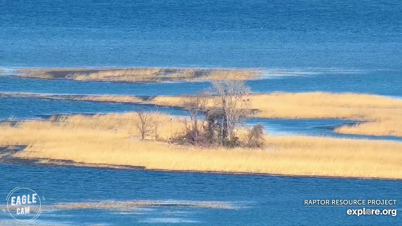 Mississippi River Flyway | Eagle island FULL of bald eagles - long video for your eagle fix!