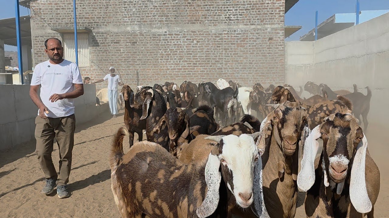 Adant 2 Daath Pe Heavy Goats Collection At Mother Goat Farm Gujarat. 