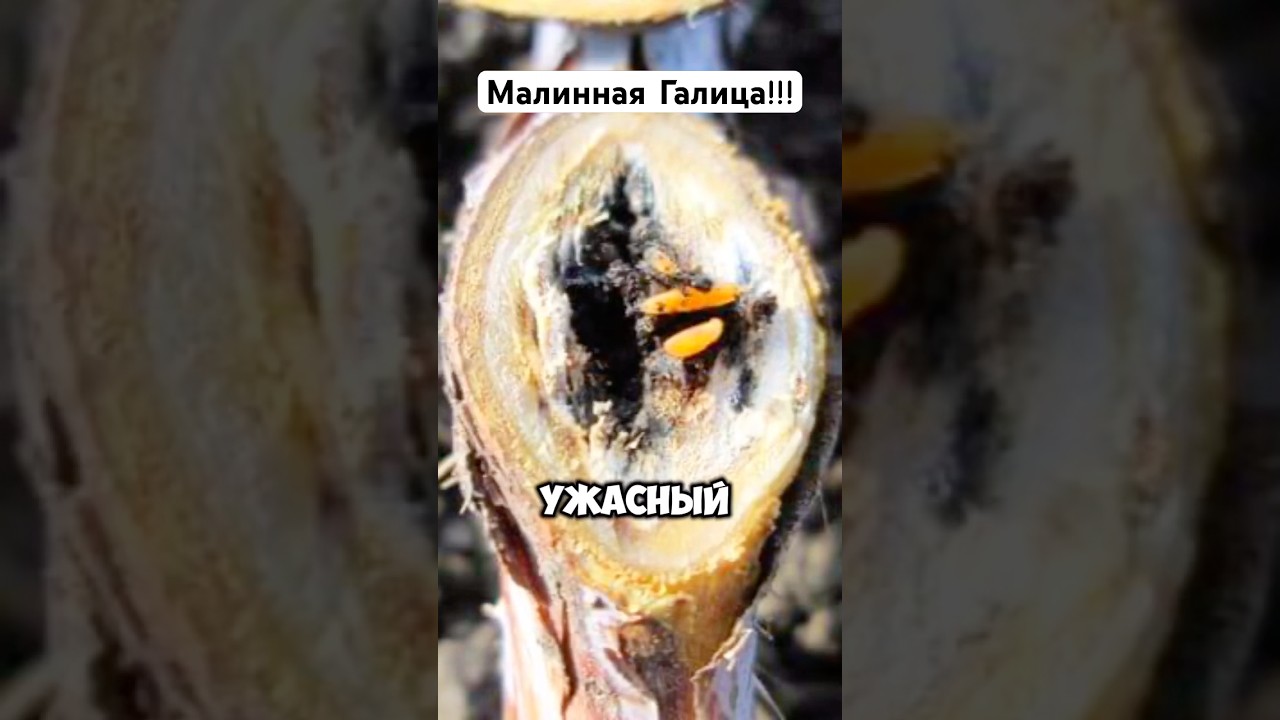 Ужасный вредитель малины!!! Малинная Галица! 