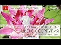 Вебинар Светланы Копцевой "Цветок Серрурия" #большиецветы