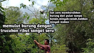 🔴MIKAT TRUCUK,DAN CARA MEMBERSIHKAN BULU BURUNG DARI PULUT TAMPA MINYAK APAPUN