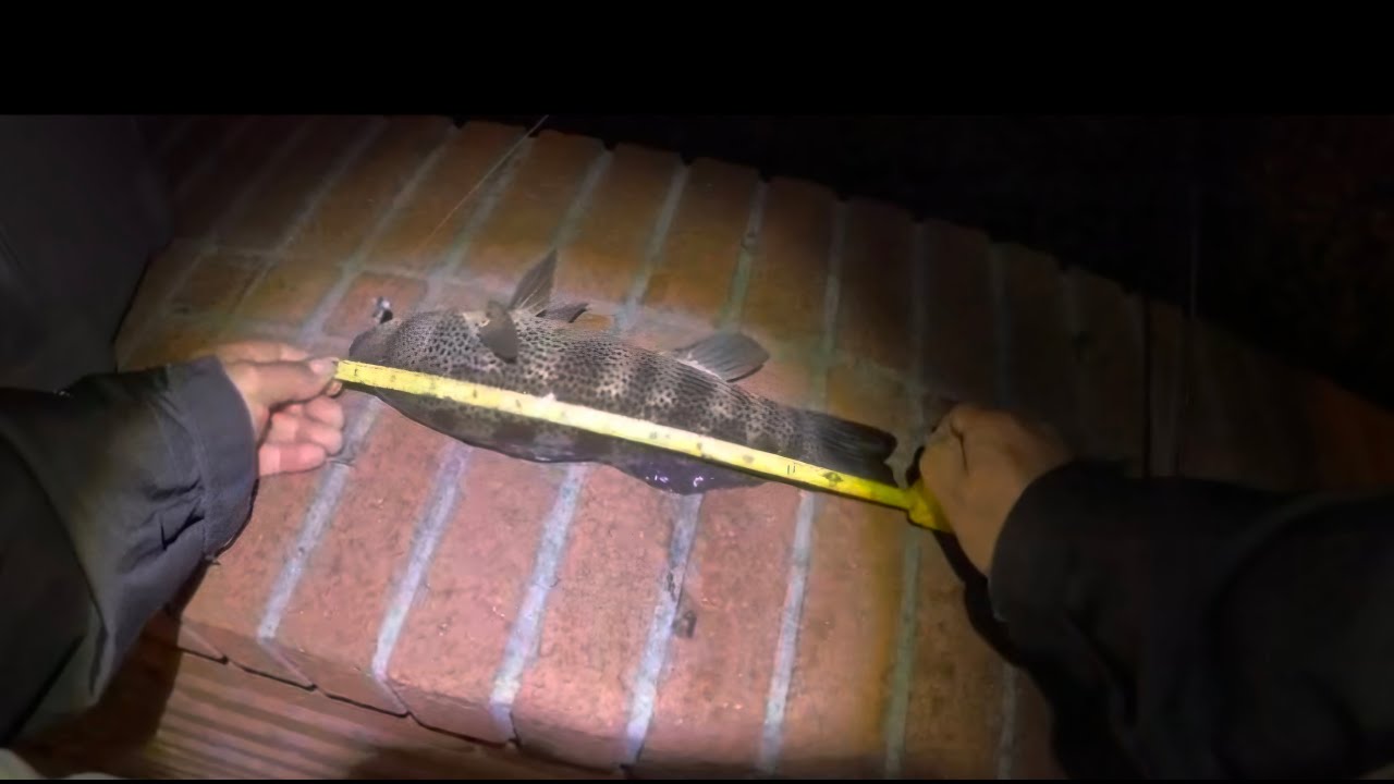 Fishing NH: Spotted bay bass harvest 12/31/25