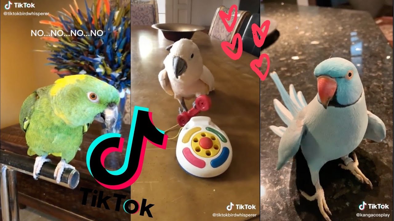 Crazy&Smart Parrots of TikTok Compilation [Funny Parrots 2021] ?