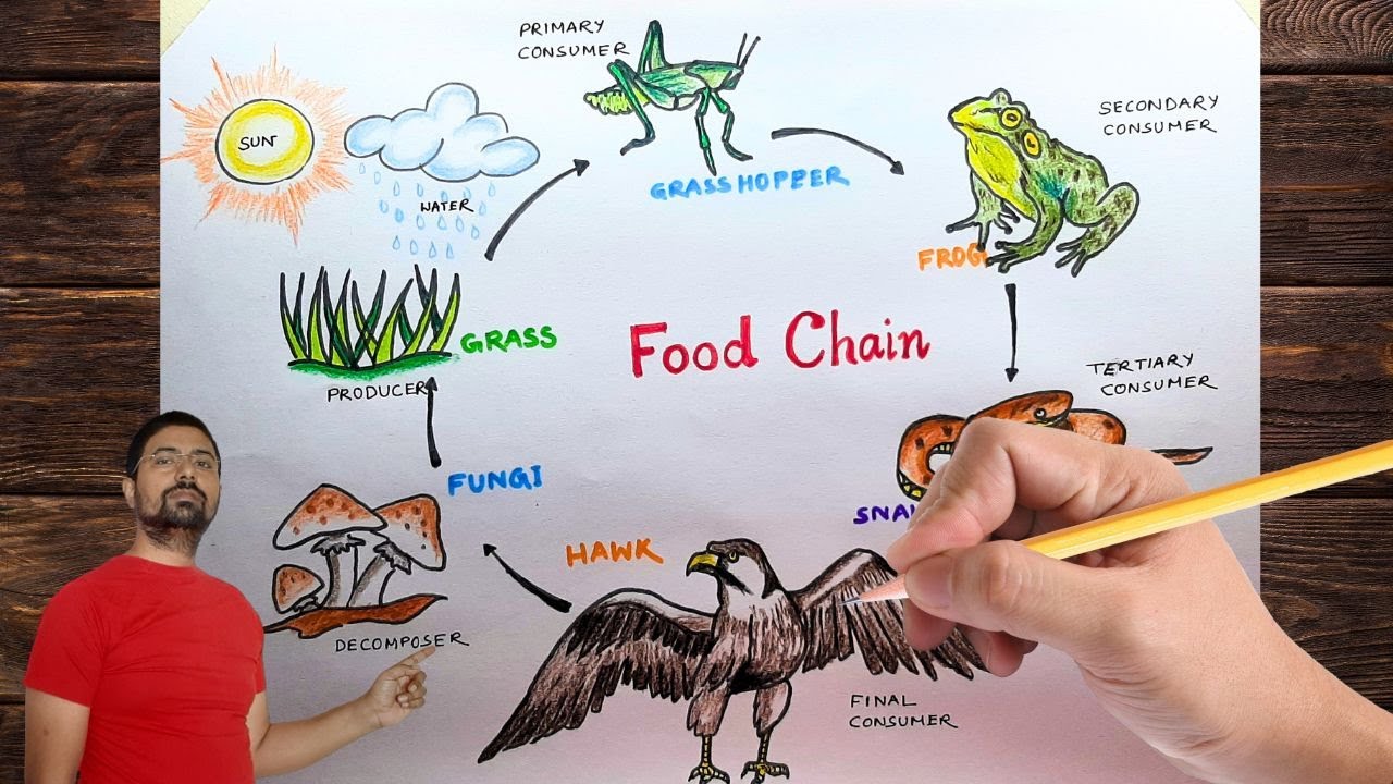 How to draw a food web - YouTube