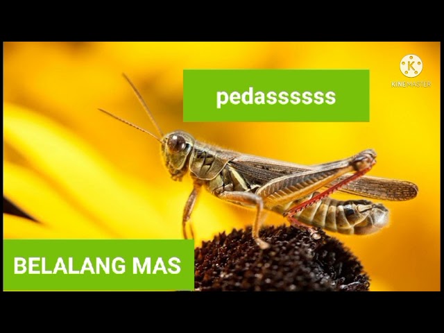 BELALANG MAS dan AIR vc JANGKRIK #masteran pedassss class=