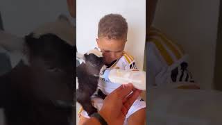 Lucca dando mama pro cabritinho 😂 #shorts #humor #family