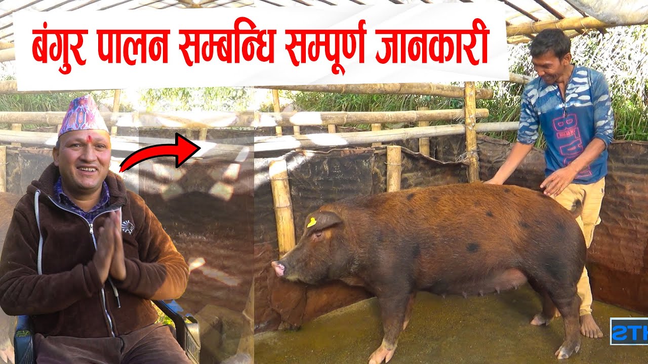 बंगुर पालन सम्बन्धि सम्पूर्ण जानकारी - Duroc Pig Farm In Nepal -Agriculture Today Episode