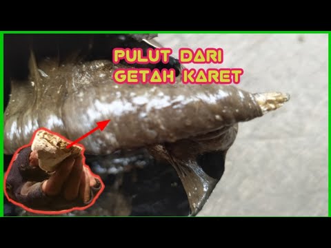 Cara Buat Pulut Dari Getah Karet