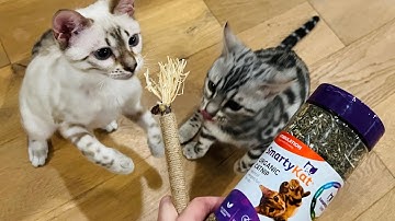 Cat Reaction! Cat Nip VS Silvervine Sticks!