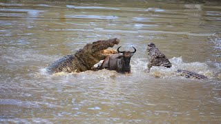 How Crocodile Hunting Wildebeest When Crossing The River