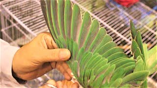 How to cut parrot wings? | Trimming parrot