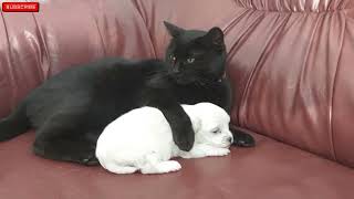 Cat hugging puppy for the first time #cat #kittens