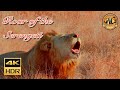 Serengeti 2026 Roar Of The Serengeti A Cinematic Safari Journey Africansafari