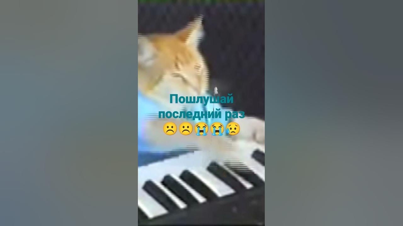 лайк за кота #shots - YouTube