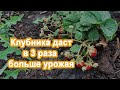 До 2 кг клубники с куста. Срочно подкормите. Увеличиваю урожай клубники простой подкормкой.