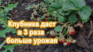 До 2 кг клубники с куста. Срочно подкормите. Увеличиваю урожай клубники простой подкормкой.