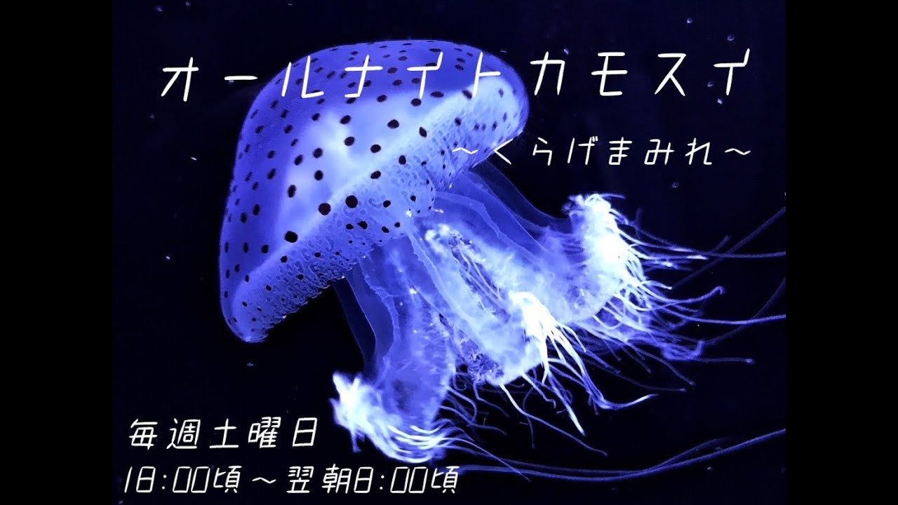 くらげ オールナイトカモスイ ～くらげまみれ～ #46 ヒョウガライトヒキクラゲ