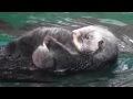 Sea Otter pup