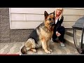 Будущая мама. Немецкая овчарка Мальта. Pregnant German Shepherd. Одесса.