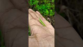 belalang kukus hijau.(Atractomorpha crenulata) #serangga #belalang #inscents