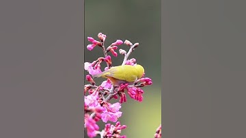 هاني الرفاعي. قناة القرآن الكريم #quran #المصحف #القرآن #اكسبلور #nature #تلاوة_خاشعة