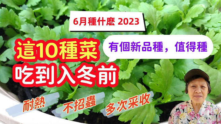 【2023】6月種什麼，這10種葉菜吃到入冬前，有個新品種很多人沒有種過，耐熱，不招蟲，不易抽苔 - 天天要聞