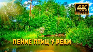 Пение Птиц У реки, Для Сна, Учебы И Медитации. Божественные Звуки Природы Для Самоисцеления. ASMR.