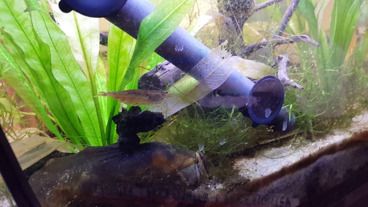 Amano Shrimp Swims In 29 Gallon Tank YouTube Amano Shrimp Swims In 29 Gallon Tank YouTube
