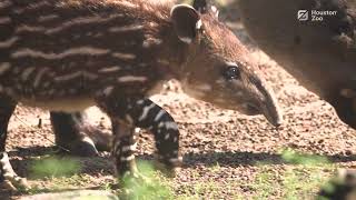 Tiny Tapir, Big Personality