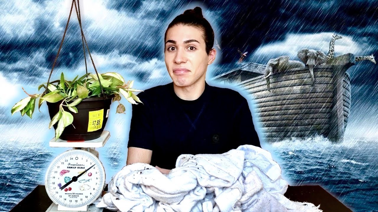 How to Rescue an Overwatered Plant Without Repotting l Hoya Krimson Princess From Walmart 🚫Root Rot