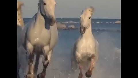 سورة العاديات