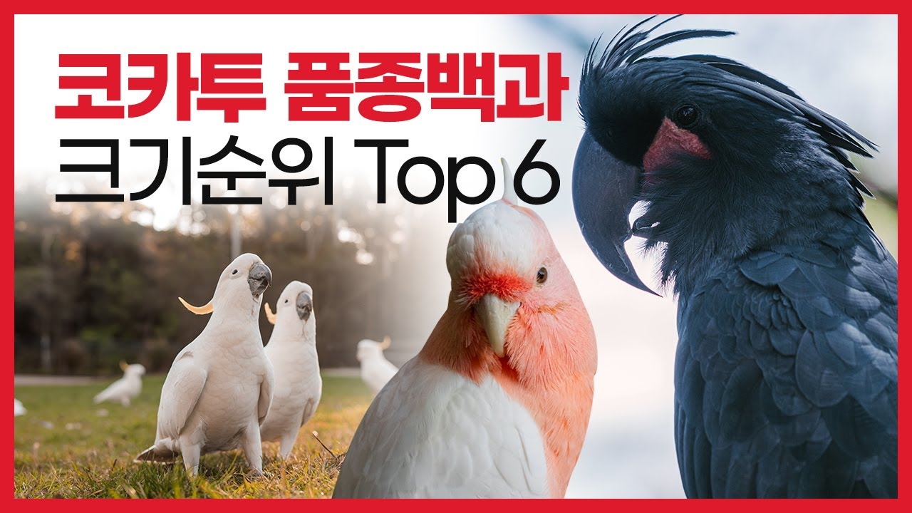 안녕앵무 코카투앵무새종류Top6 - YouTube