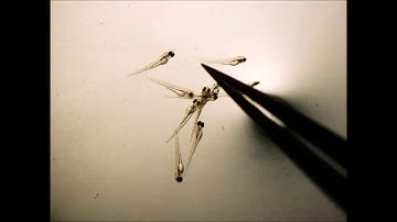 Development of a novel zebrafish xenograft model in ache mutants using liver cancer cell lines