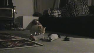 Billy the sock thief with protected socks.