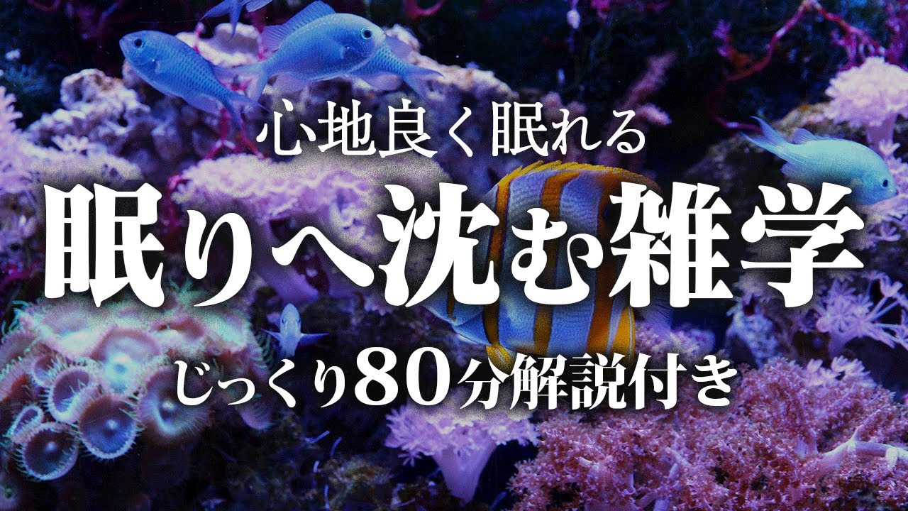 【睡眠用 雑学】眠りへ沈む雑学【リラックス】ゆっくりと眠りに沈める雑学をまとめました♪