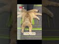 Cat + Mirror = Alien?! This Is Why Cats Are Weird 😂 #shorts