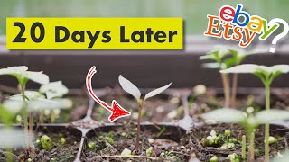 Germination Results - eBay/Etsy and 'Pepper X' Chilli Seeds Experiment by ChilliChump 9,992 views 3 months ago 6 minutes, 56 seconds