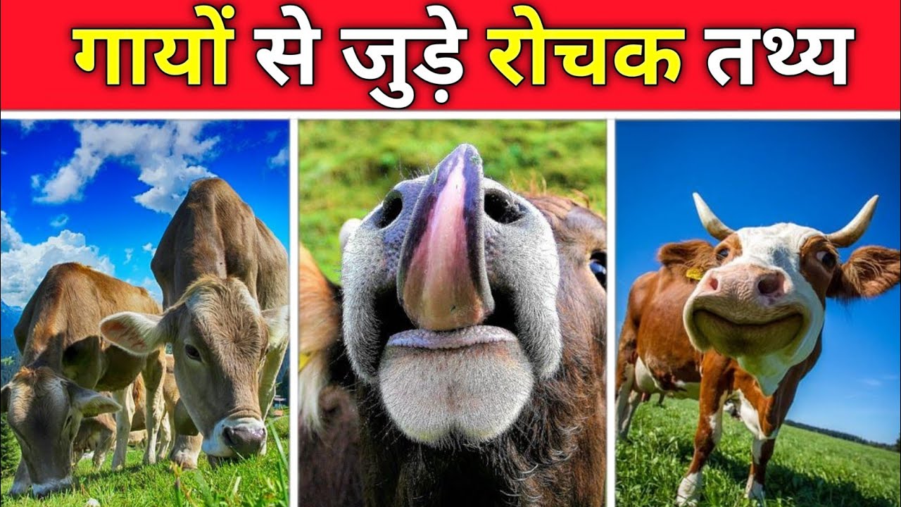 Cow VideosCow videoCow Soundcowvideos cowvideo YouTube