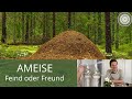 HILFE Ameisen im Garten, FREUND oder FEIND!!?? UND Tipps für Osterdekorationen