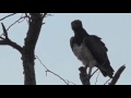 Beautiful Martial Eagle Sighting June 25,  2016