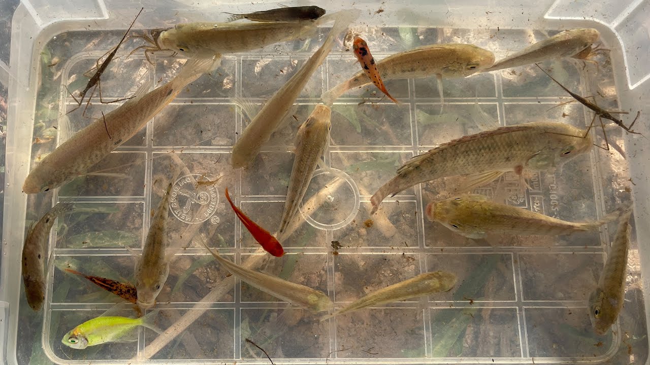 Capture and observe various creatures in lake near my village.small ...