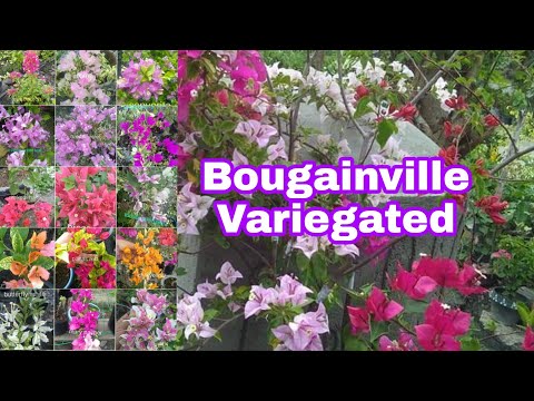 Video: Okouzlující Outfit Bougainvillea