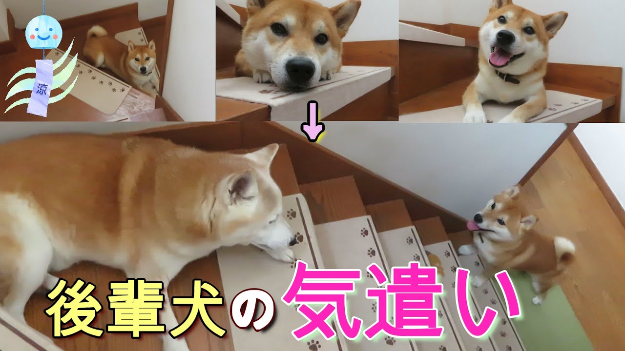 まめ田ちゃめ助 Analise E Relatorio De Canal Do Youtube Desenvolvido Por Noxinfluencer Mobile