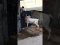 ATHRAA QURBANI BULL😱 🐂#fatehjangi #dhanibulls #eid #fatehjangibulls #cow #cowlover #reels #shorts