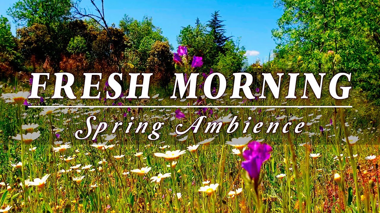  FRESH MORNING Ambience  Healing Spring Sounds & G E N T L E ...