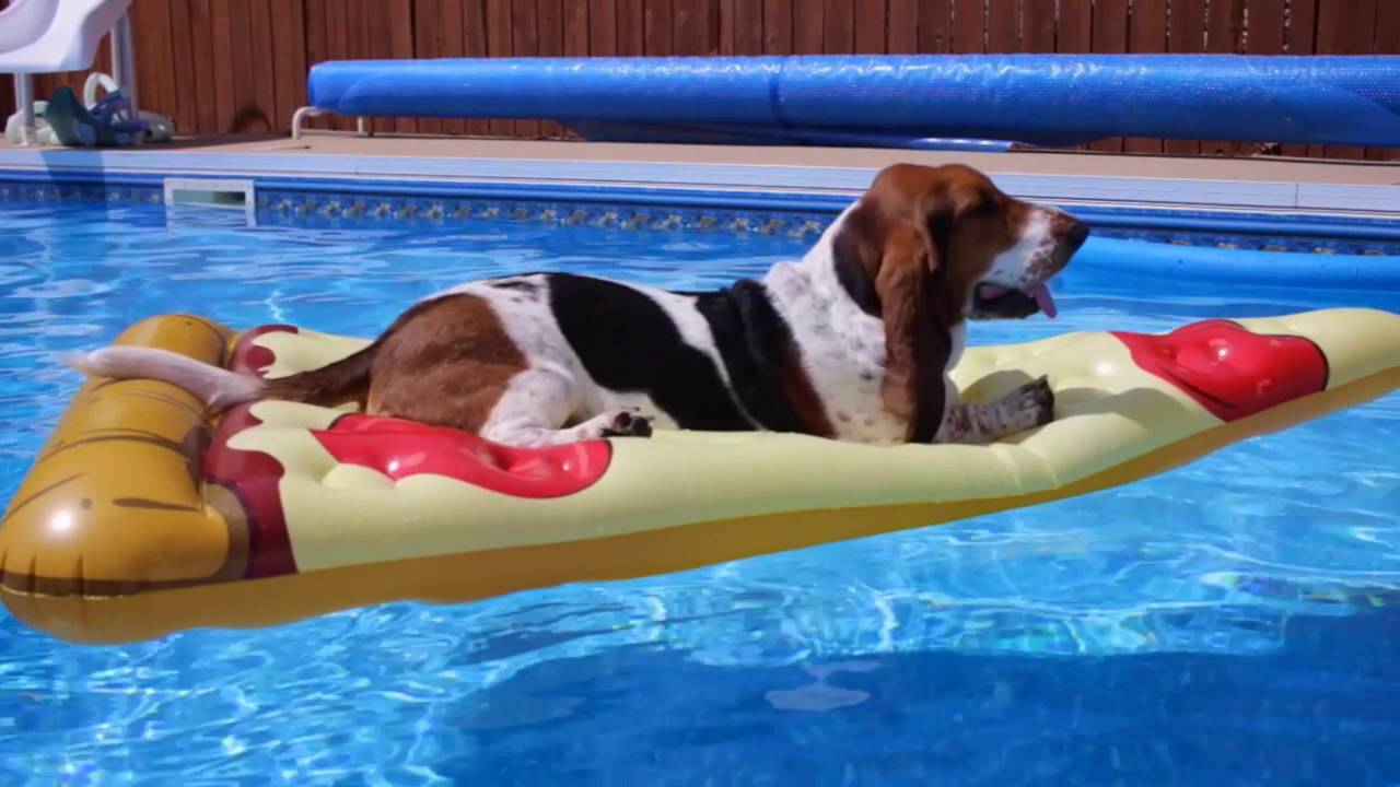 basset chills in the pool! YouTube