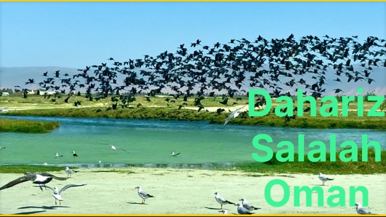ओमान  Best season for birds watching in Salalah Oman, Beautiful Dahariz beach 
