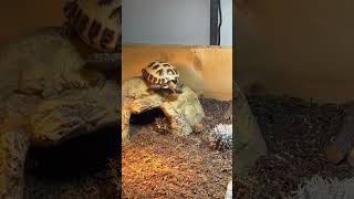 Tortoise Struggles To Climb Down Rock - 1500131