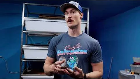 Breeding Boas at Gx3 Reptiles